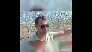 Ceviz 2024 yılı muhtemel gelişmeler (sezon değerlendirilmesi