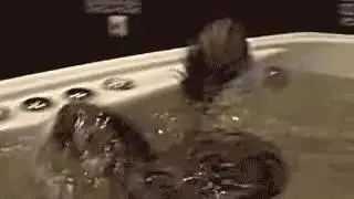 Коты любят воду