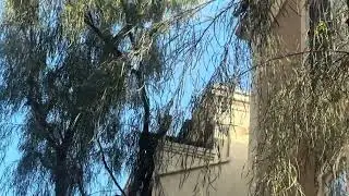 Parrots in Irvine