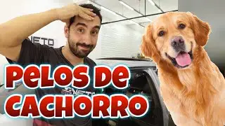 HOW TO CLEAN DOG HAIR FROM THE CAR SEAT