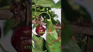 КАК ПОНЯТЬ, ЧТО ВИШНЯ ЗАБОЛЕЛА МОНИЛИОЗОМ? 🤧🍒