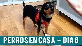 Cómo Enseñar Perro Tumbarse Y Sentarse   | Día 6