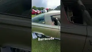 Barracuda