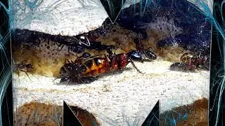 Kilka minut z życia kolonii Camponotus ligniperda
