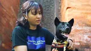 Protecting Bali’s Dogs: A Community-Led Journey of Hope