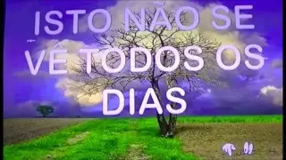 Isto não se vê todos os dias