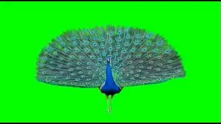 Peacock video with green screen 🦚🦚🦚
