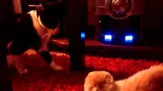 Gatito malo 2
