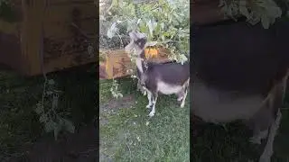 КОЗЫ-УТИЛИЗАТОРЫ)) СОСЕД  ПОПРОСИЛ ЗАБРАТЬ "ПАРУ ВЕТОЧЕК"😆
