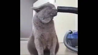 КОТ И ПЫЛЕСОС