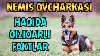 НЕМИС ОВЧАРКАСИ ҲАҚИДА ҚИЗИҚАРЛИ ФАКТЛАР | NEMIS OVCHARKASI