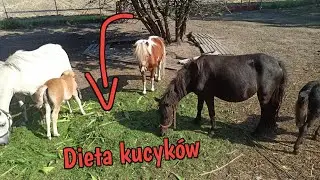 Zróżnicowana dieta u kucyków. Czym karmić