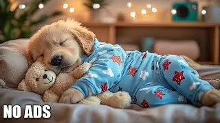12 Hours Of Dog Calming Music🎵Dog Calming Music for Dogs Deep Sleep🐶 🎵Separation Anxiety Music