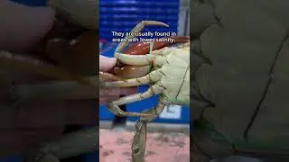 Meet the Scylla olivacea, also known as the Orange Mud Crab! 🧡 #MarineLife #MudCrab #aquaculture