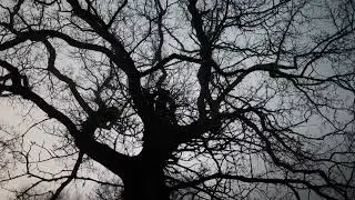 Big Tree and Branches | Horror Forest | Free Stock Footage