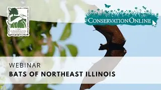 Bats of NE Illinois | Webinar