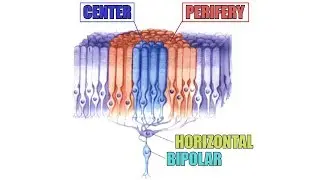 Horizontal Cells [ Sub - ENG ] - Retina part 6
