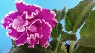 Фиалка АВ - Махровая Петуния./Описание сорта фиалки.