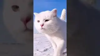 White Cat  in Snow white + white 