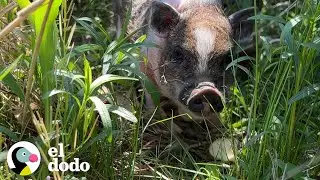 Rescued piglet gets into bed every night | The Dodo