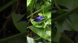 Watching a Honeycreeper