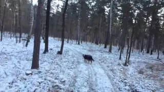 Waking the Dog.