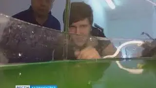 Специалисты АтлантНИРО ставят опыт по выращиванию камбалы тюрбо