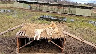 Болотные львы. Парк львов ЗЕМЛЯ ПРАЙДА после паводка🌿