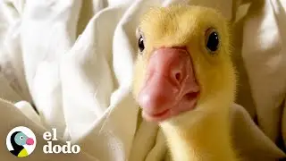 Este no es un ganso normal | El Dodo