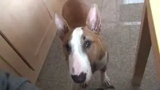 Sprechender Bullterrier Micky bettelt in der Küche - Mama, hunger!! // Part 15