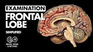 Best Structured Approach to Examine The Frontal Lobe - Neurological Examination