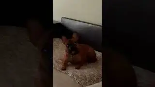 собака жиза что ей нужно непанемаю