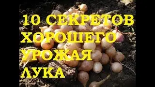10 секретов хорошего урожая лука