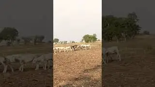 lot of sheeps in farm #shorts