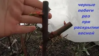 Rose shoot color when opening in spring. To remove or not?