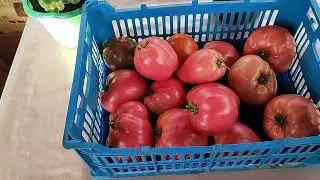 начала заготавливать новые коллекционные сорта🍅🍅🍅