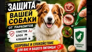 12. ОБРАБОТКА СОБАК от блох, глистов и всех возможных клещей.