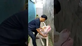 NOVI NYURI'S BOYFRIEND IS CARLO (PITBULL DOG) | SHORT COMEDY