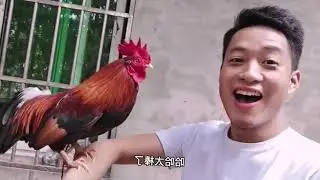 big cock can understand the owner's words