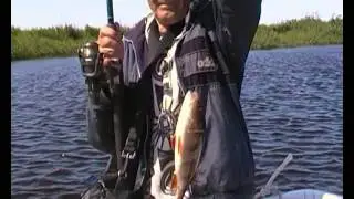 zivs meklējumos