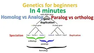 Homolog vs paralog vs ortholog vs analog in 4 minutes | Genetics for beginners