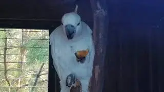 Перерыв на обед у желтохохлых какаду 🍀🐦