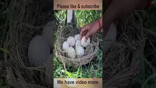 Creative ideas to boil eggs in a bamboo tube