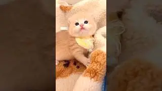 cute kitty 🐈💖
