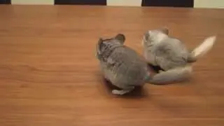Шиншиллы играют