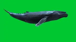 Blue Whale 🐳 Copyright Free Green Screen/Chroma Key