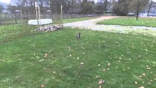 Dingo vs Buffel-achtig iets
