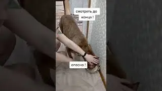 Проверка на пищевую агрессию!