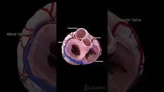 💓 A Closer Look: Transverse Section of the Heart and Its Valves 💓 #anatomy