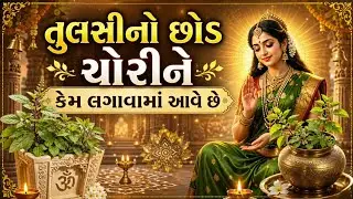 તુલસી માતાનો રહસ્યમય ઉપાય , 99% લોકો નથી જાણતા , ધન, સુખ અને સમૃદ્ધિનો રસ્તો